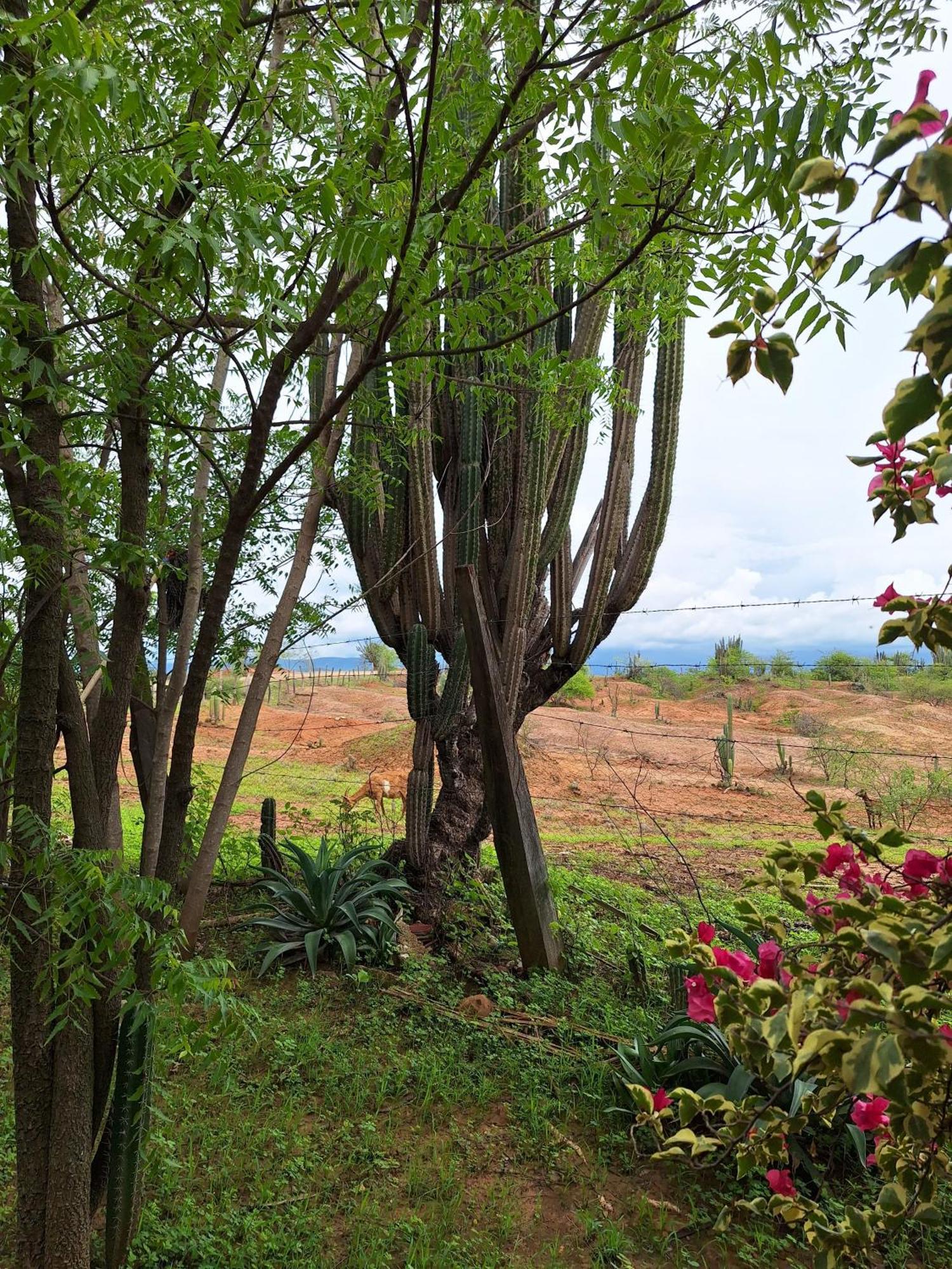 Alojamiento Casa De Campo Los Cactus Villavieja Eksteriør bilde